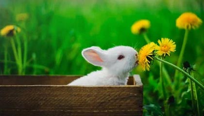 kaiyun：云端之翼，开启数字化新纪元